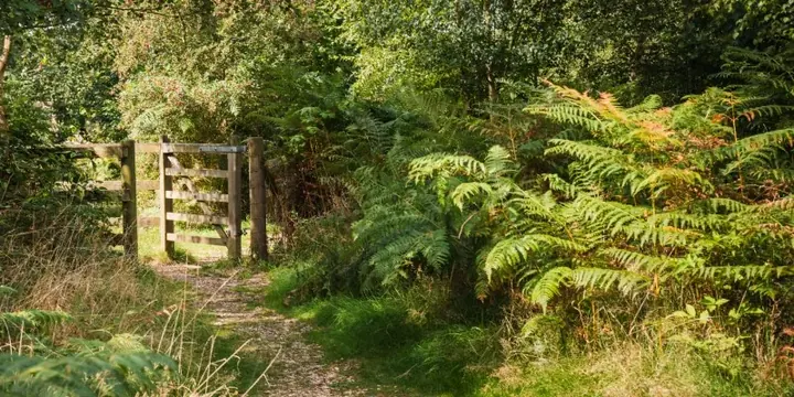 A woodland path with a wooden gate