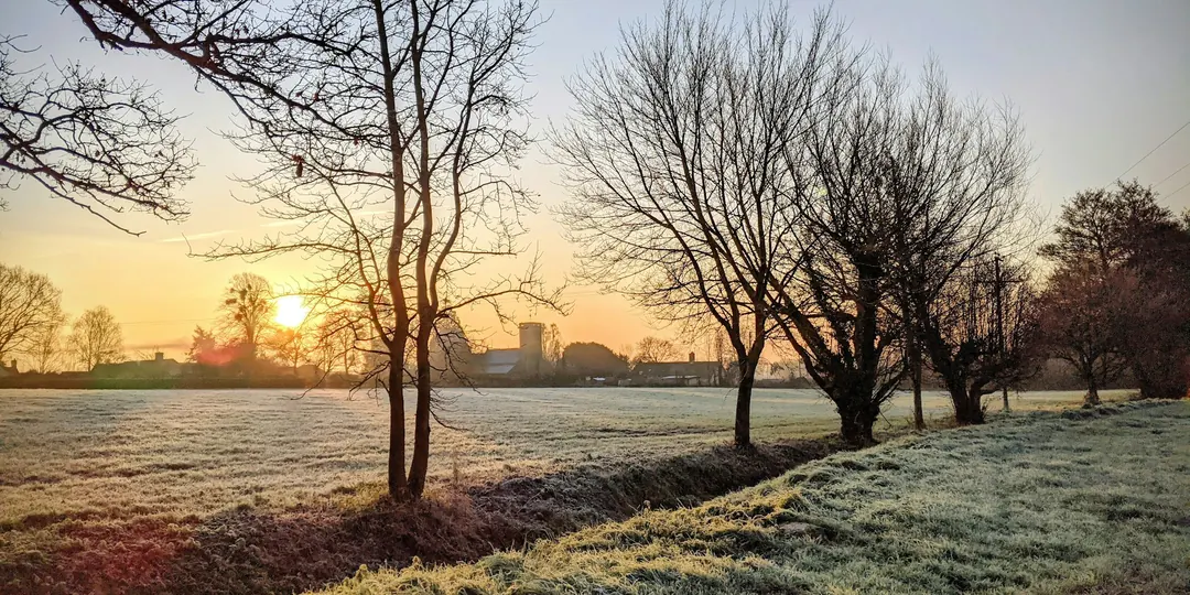 Trees in a frosty field at sunrise
