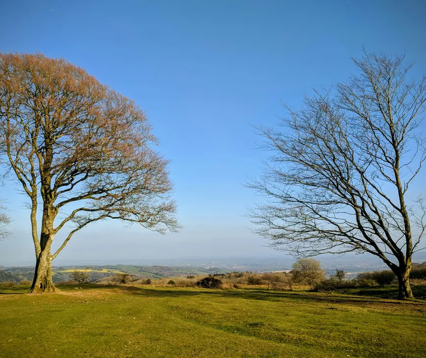 Trees on a hilltop overlooking the countryside